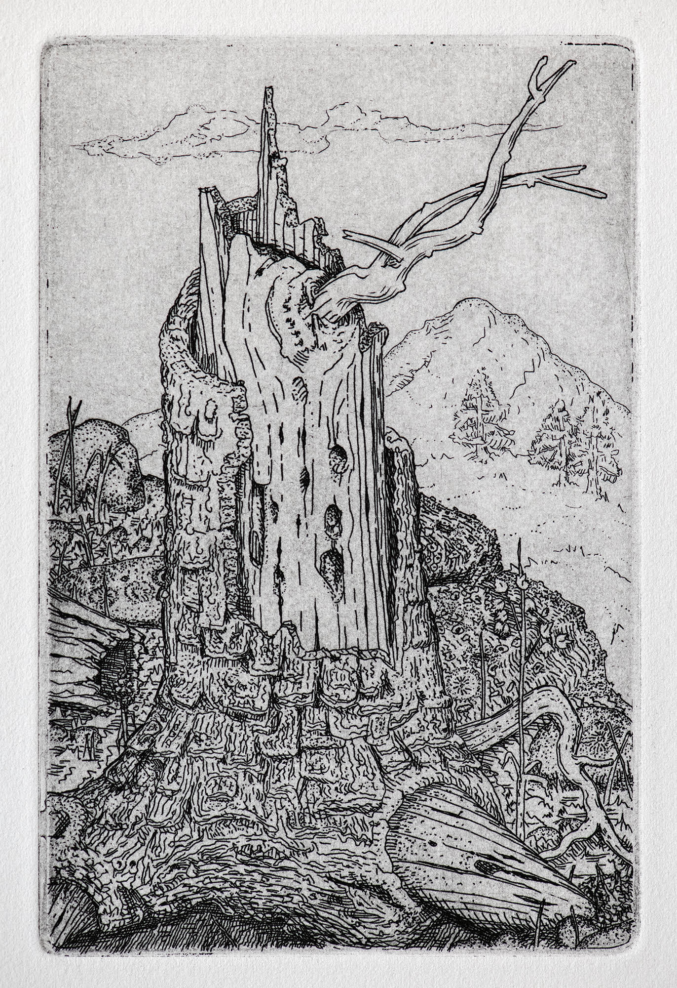 tree-ruin-2-print-by-stephen-goddard-conrad-press-printmaker-artist