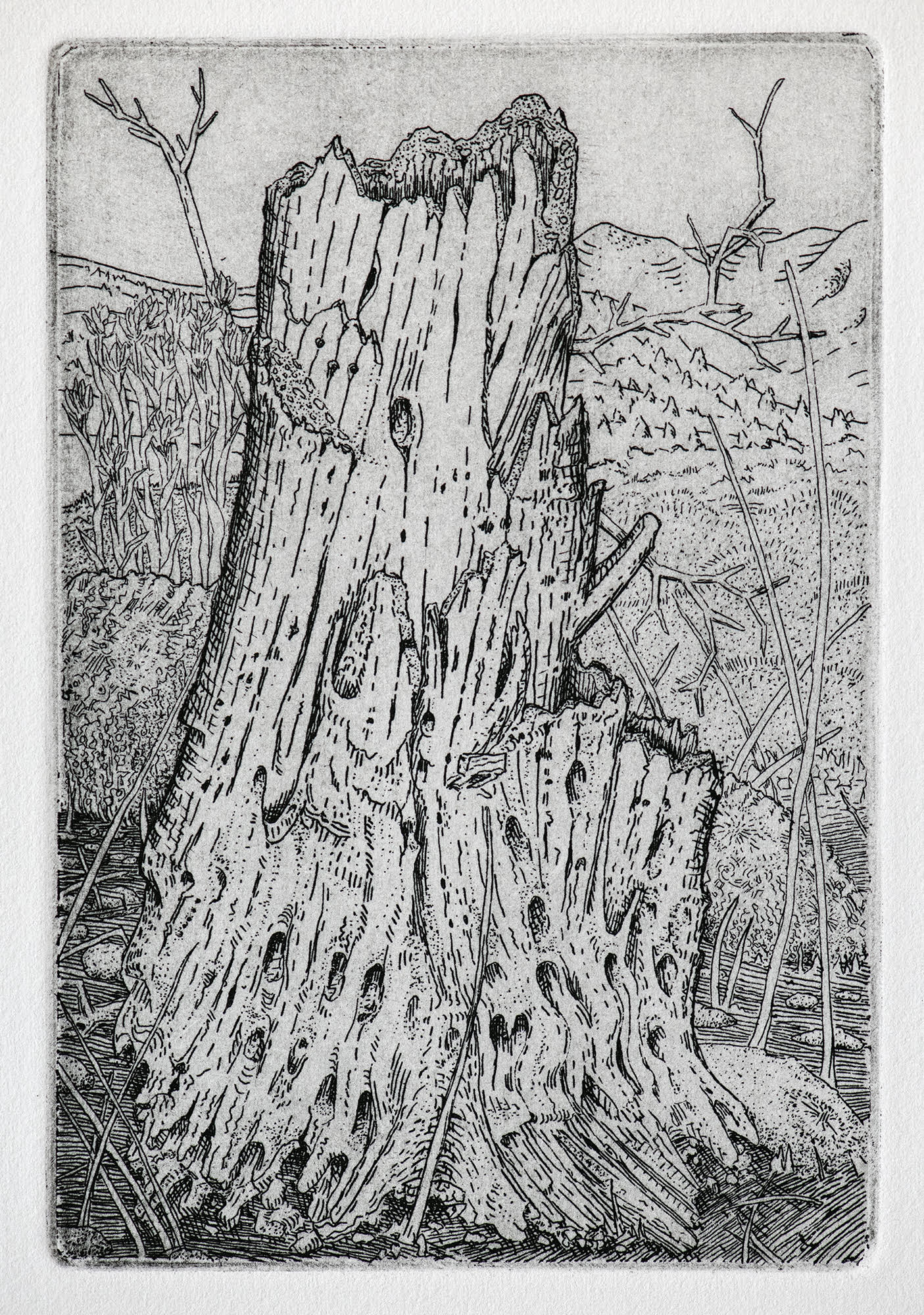 tree-ruin-3-print-by-stephen-goddard-conrad-press-printmaker-artist